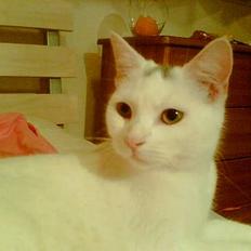 Blanding af racer Miss K