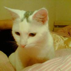 Blanding af racer Miss K