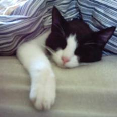 Blanding af racer mads