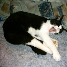 Blanding af racer mads