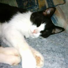 Blanding af racer mads