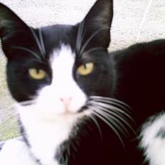 Blanding af racer Perle