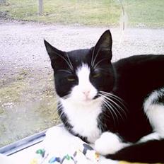 Blanding af racer Perle