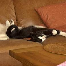 Blanding af racer Perle