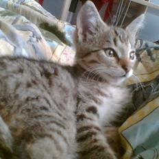 Blanding af racer Leo