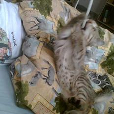 Blanding af racer Leo