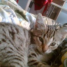 Blanding af racer Leo