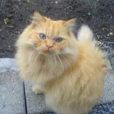 Blanding af racer Leopold