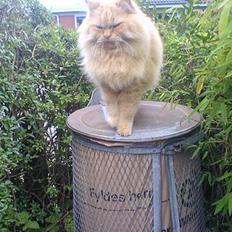 Blanding af racer Leopold