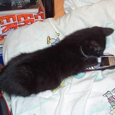 Blanding af racer / Norsk Skovkat  Røskva 