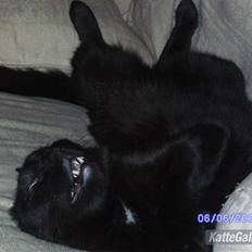 Huskat Frede