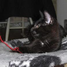 Huskat Frede