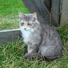 Norsk Skovkat Sonneholt´s Amanda