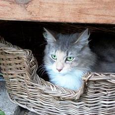 Norsk Skovkat Sonneholt´s Amanda