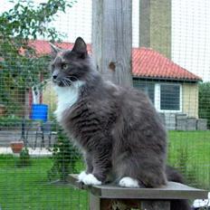 Norsk Skovkat Sonneholt´s Alma