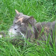 Norsk Skovkat Sonneholt´s Alma