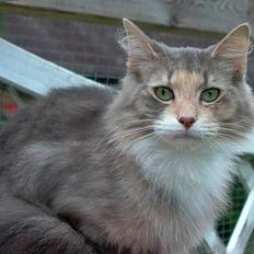 Norsk Skovkat Sonneholt´s Amanda