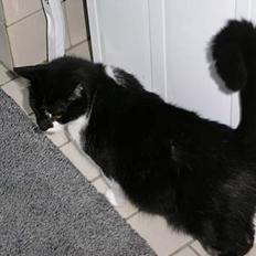 Huskat Bilbo  (aflivet)