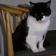 Huskat Bilbo  (aflivet)