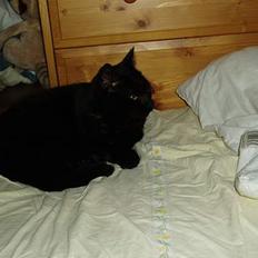 Blanding af racer Perle #død#