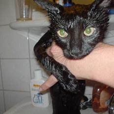 Blanding af racer Majse