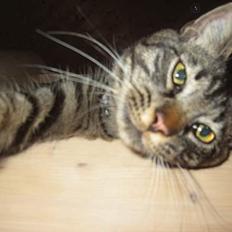 Blanding af racer Mistanke