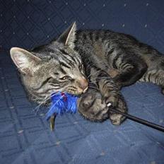 Blanding af racer Mistanke