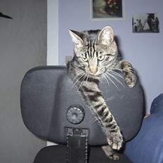 Blanding af racer Mistanke