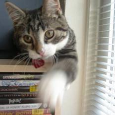 Blanding af racer Filuka 