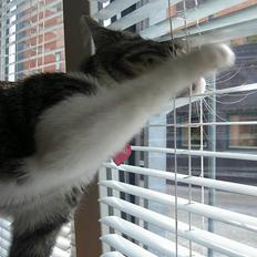 Blanding af racer Filuka 