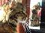 Maine Coon Evita - evita elsker at spejle sig