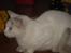 Huskat Mollie *forsvundet* - Mollie Mollie Mollie
