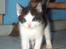 Blanding af racer Toulouse *TIL SALG* - Kuk kuk