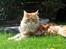 Maine Coon the dream (felix)