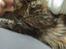 Maine Coon Evita - efter en lang weekendt er det godt at putte sammen