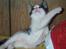 Blanding af racer Toulouse *TIL SALG* - En flue!