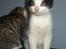 Blanding af racer Toulouse *TIL SALG* - Lille mand