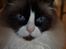 Ragdoll Aslan - Aslan 4 år :)