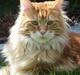 Maine Coon the dream (felix)