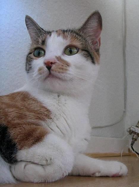 Huskat Laura billede 1