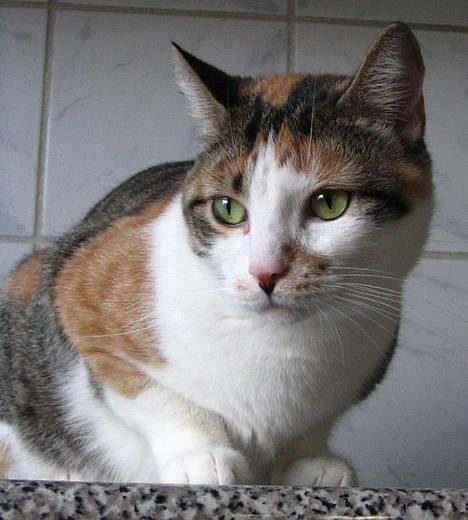 Huskat Laura billede 2