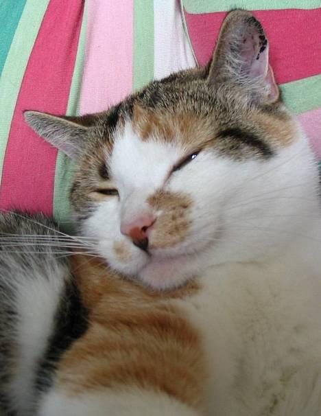 Huskat Laura billede 3