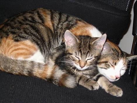 Huskat Laura billede 4