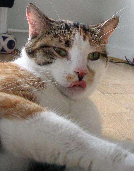 Huskat Laura billede 5