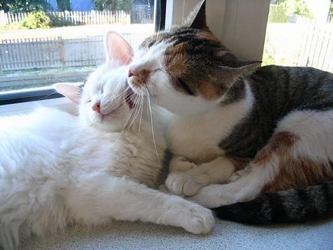 Huskat Laura billede 6