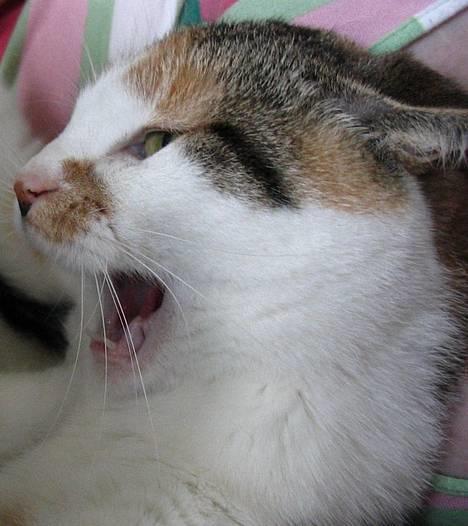 Huskat Laura billede 7