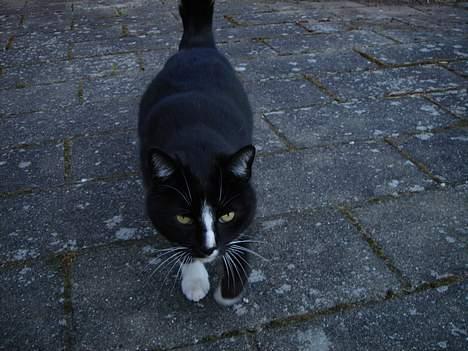 Blanding af racer Russi - hmm Tjuhaj billede 1