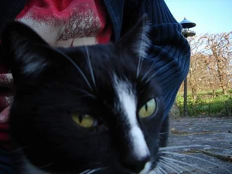 Blanding af racer Russi - det lugter goodt .. hvad er det? billede 2