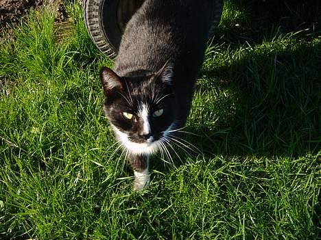 Blanding af racer Russi - Hvad er nu det :O billede 3