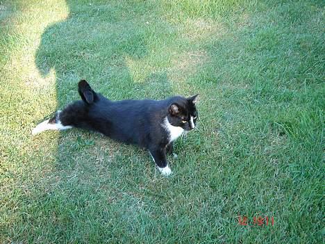 Blanding af racer Russi - Stræk øvelser.. 1..2..3.. billede 5